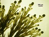Halopteris scoparia7